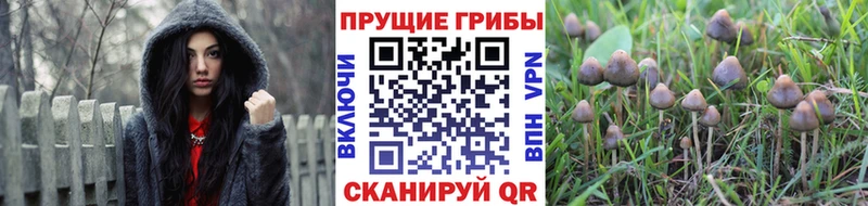 Галлюциногенные грибы Psilocybine cubensis Торопец